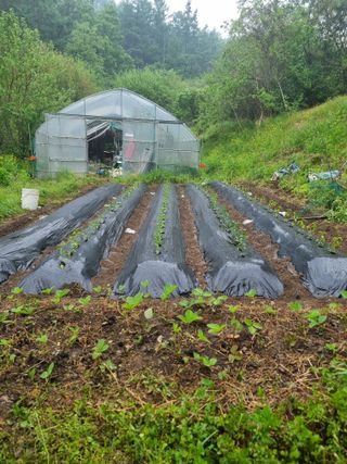 꿈사랑님의 고추 · 영농일지 작성글 사진