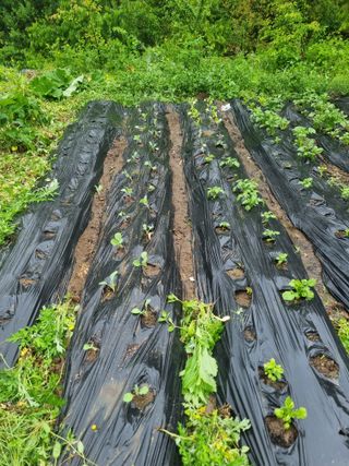 꿈사랑님의 고추 · 영농일지 작성글 사진