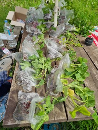 꿈사랑님의 고추 · 영농일지 작성글 사진