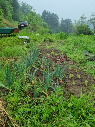 꿈사랑님의 고추 · 영농일지 작성글 사진