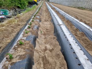 박덕환님의 참깨 · 영농일지 작성글 사진