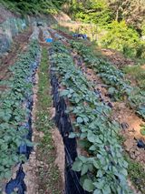 팜모닝 5월 농사계획 공유하기·참여글 게시글 이미지