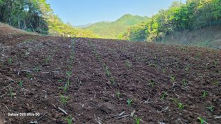 영월산지기148님의 자유주제 · 자유게시판 작성글 사진
