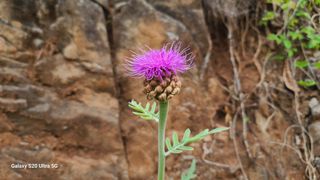 영월산지기148님의 자유주제 · 자유게시판 작성글 사진