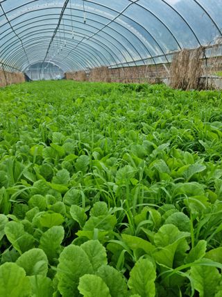 오태원님의 5월 농사계획 공유하기 · 참여글 작성글 사진