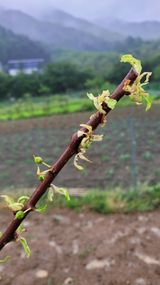 팜모닝 농사, 무엇이든 물어보세요!·참여글 게시글 이미지