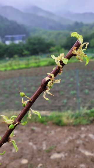 강철구님의 농사, 무엇이든 물어보세요! · 참여글 작성글 사진
