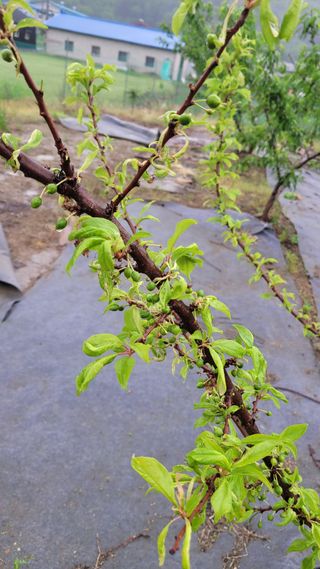 강철구님의 농사, 무엇이든 물어보세요! · 참여글 작성글 사진