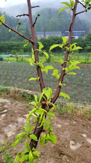 강철구님의 농사, 무엇이든 물어보세요! · 참여글 작성글 사진