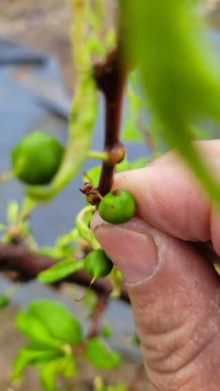 강철구님의 농사, 무엇이든 물어보세요! · 참여글 작성글 사진