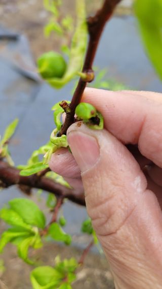 강철구님의 농사, 무엇이든 물어보세요! · 참여글 작성글 사진