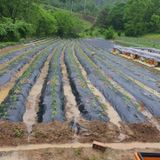 팜모닝 고추·영농일지 게시글 이미지