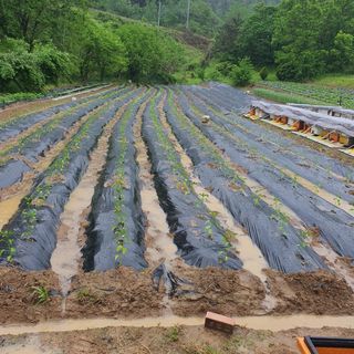 김동석 요아킴님의 고추 · 영농일지 작성글 사진