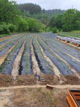 팜모닝 고구마·영농일지 게시글 이미지