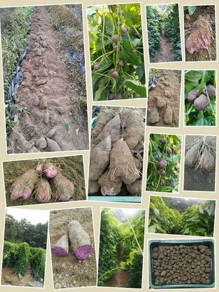 정보센터님의 기타작물 · 자유게시판 작성글 사진