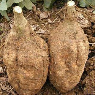 정보센터님의 기타작물 · 자유게시판 작성글 사진