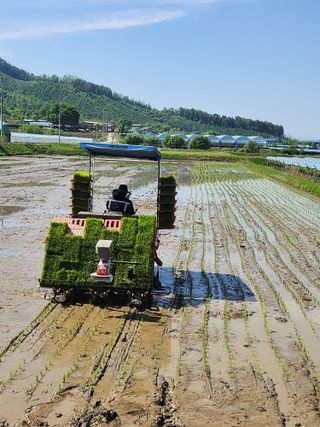 백화산지킴이산야초님의 벼 · 자유게시판 작성글 사진
