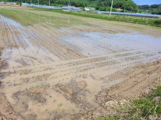 백화산지킴이산야초님의 벼 · 자유게시판 작성글 사진