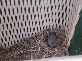 백화산지킴이산야초님의 벼 · 자유게시판 작성글 사진