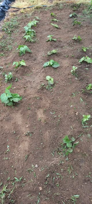 고병길님의 5월 농사계획 공유하기 · 참여글 작성글 사진