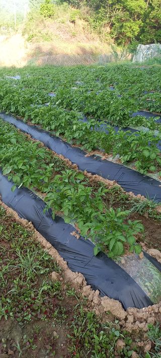 고병길님의 5월 농사계획 공유하기 · 참여글 작성글 사진