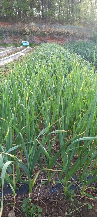 고병길님의 5월 농사계획 공유하기 · 참여글 작성글 사진