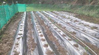 몽실농장님의 자유주제 · 자유게시판 작성글 사진