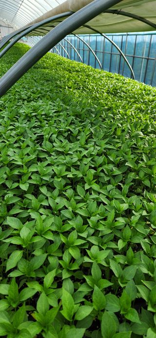 김진동님의 5월 농사계획 공유하기 · 참여글 작성글 사진