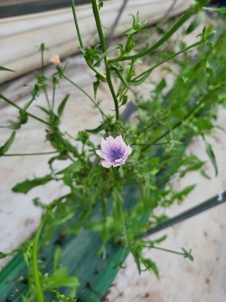 미소팜님의 양파 · 자유게시판 작성글 사진