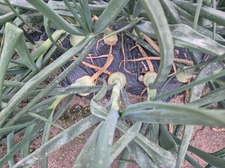 송광만님의 양파 · 자유게시판 작성글 사진