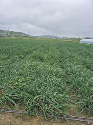 송광만님의 양파 · 자유게시판 작성글 사진