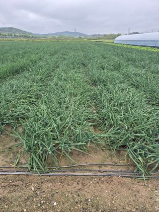 송광만님의 양파 · 자유게시판 작성글 사진