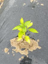 팜모닝 고추·병해충상담 게시글 이미지