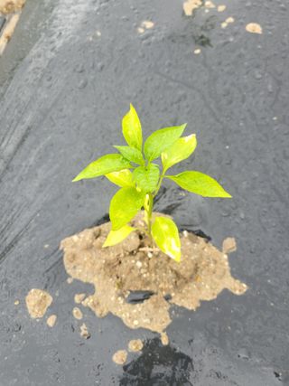 초보장순녀님의 고추 · 병해충상담 작성글 사진