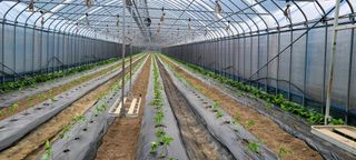 최영희님의 5월 농사계획 공유하기 · 참여글 작성글 사진