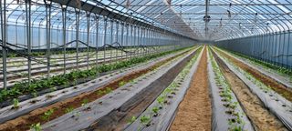 최영희님의 5월 농사계획 공유하기 · 참여글 작성글 사진