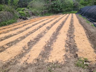 민석규님의 기타작물 · 영농일지 작성글 사진