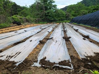 민석규님의 기타작물 · 영농일지 작성글 사진