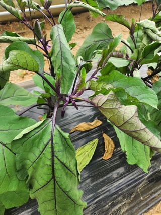 은수 은서아빠^^♡님의 농사, 무엇이든 물어보세요! · 참여글 작성글 사진