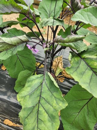 은수 은서아빠^^♡님의 농사, 무엇이든 물어보세요! · 참여글 작성글 사진