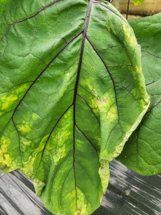 은수 은서아빠^^♡님의 농사, 무엇이든 물어보세요! · 참여글 작성글 사진