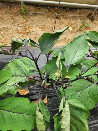 은수 은서아빠^^♡님의 농사, 무엇이든 물어보세요! · 참여글 작성글 사진