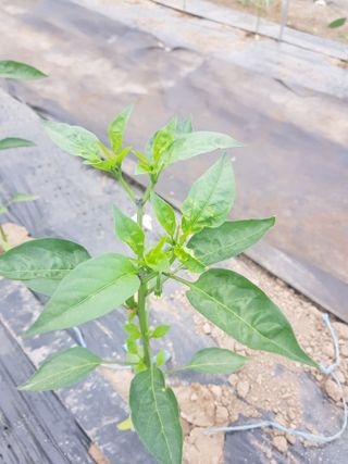 초보농사님의 고추 · 병해충상담 작성글 사진