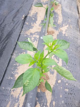 초보농사님의 고추 · 병해충상담 작성글 사진