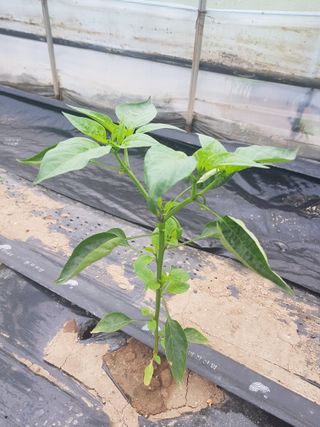 초보농사님의 고추 · 병해충상담 작성글 사진