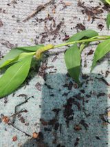 팜모닝 블루베리·병해충상담 게시글 이미지