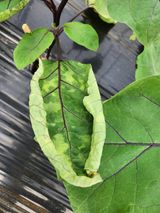 팜모닝 기타작물·병해충상담 게시글 이미지