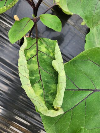은수 은서아빠^^♡님의 기타작물 · 병해충상담 작성글 사진
