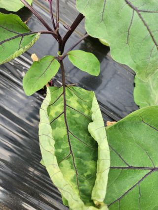 은수 은서아빠^^♡님의 기타작물 · 병해충상담 작성글 사진