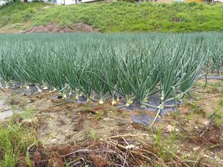 고영호님의 자유주제 · 자유게시판 작성글 사진